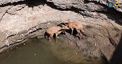 Os animais resgatados foram dois chousinghas.