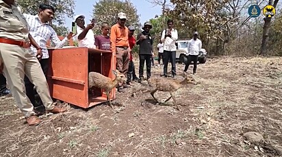 Os chousinghas foram resgatados e libertados na natureza.