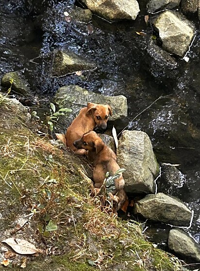 Os cães estavam presos no riacho.