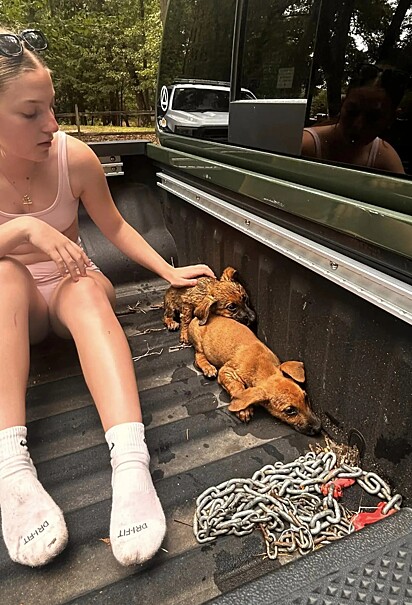 Mãe e filha colocaram os filhotes na caçamba da caminhonete para que pudessem descansar e se aquecer.