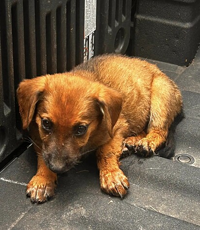 Os filhotes foram encaminhados para um abrigo de animais.