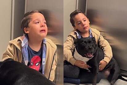 Pitbull percebe crise de choro de menino autista e usa o gesto mais carinho para acalmá-lo.