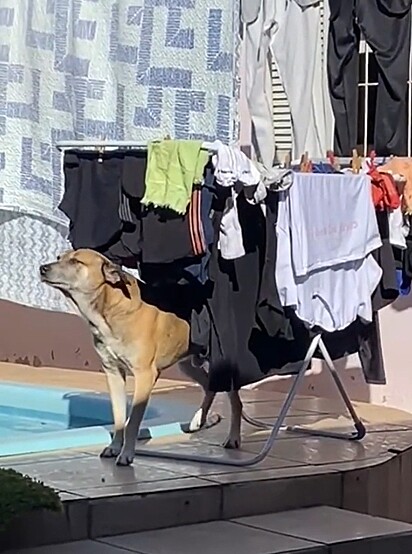 Tião chega a fechar os olhinhos ao passar por debaixo do varal de roupas.