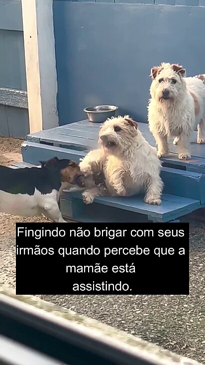 Os cães não sabiam que a tutora observava pela janela.