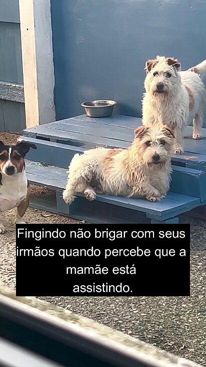 O trio parou de brigar quando a tutora os flagrou.