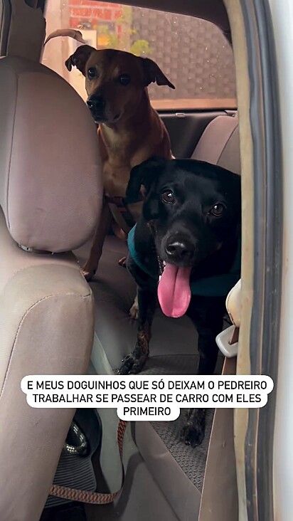 Os cães resistem na hora de descer do carro.