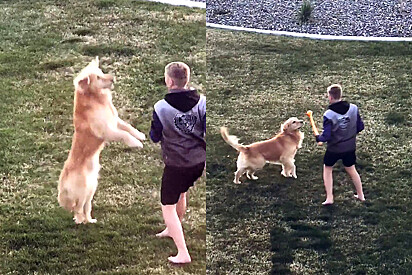 Vizinho pede para brincar com cão golden da família e câmera flagra como ele trata animal 