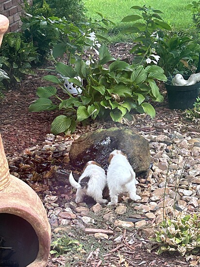  Cass e Hiro brincando no quintal. 