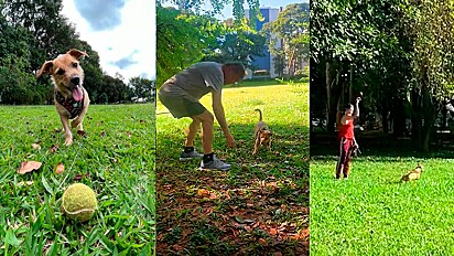 Vira-lata caramelo joga bolinha para pessoas desconhecidas brincarem com ele. 