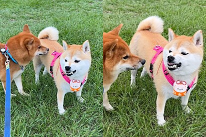 Cachorrinha shiba inu é estúpida com cão em parque - e então ela recebe o troco