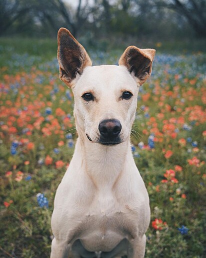 O cachorrinho Cholla.