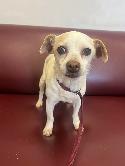 A cachorrinha foi resgatada e levada para um abrigo de animais.