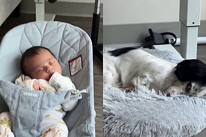 O cão não está lidando bem com o fato de que precisa dividir a atenção.