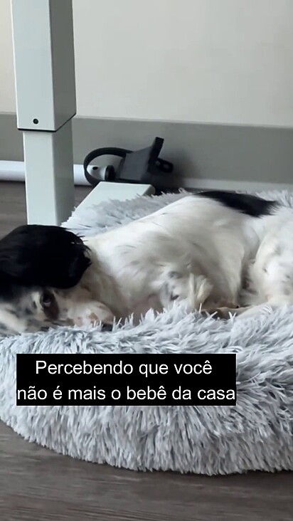 O cachorro ficou com ciúmes da chegada do recém-nascido.