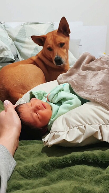 Pingo acabou se apaixonando pelo bebê humano.