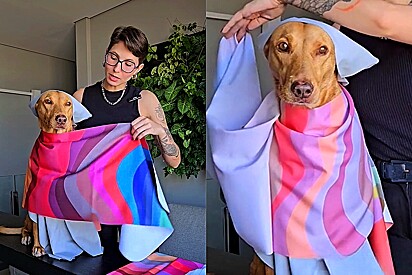 Especialista revela cartela de cores perfeita para cão caramelo e a internet surta com as combinações.