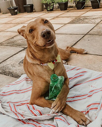 A vira-lata caramelo é muito simpática.