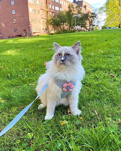 Albus é um gatinho muito gentil.