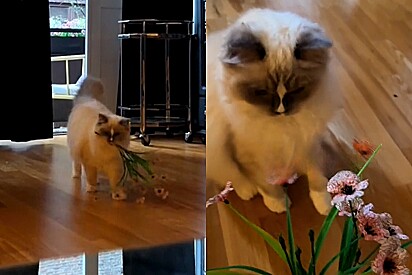 Gato apaixonado por sua tutora traz flores novinhas para ela todos os dias.