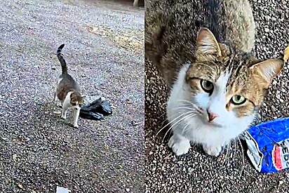 Gata grávida para médica veterinária em estacionamento para fazer pedido de ajuda.