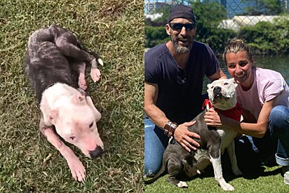 Pitbull idosa encontrada sozinha em floresta fica irreconhecível após conhecer o amor