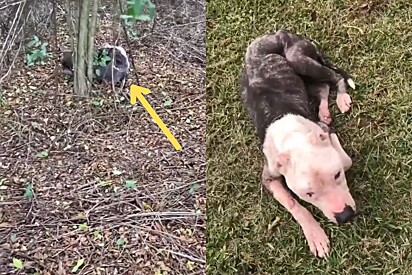 A cadela foi encontrada por um casal sozinha na floresta.