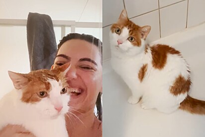 Gato idoso desenvolve obsessão por banhos - agora tutora não consegue mais tomar banho sozinha
