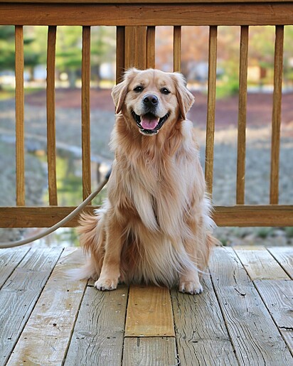 Beau é um golden retriever muito atencioso.