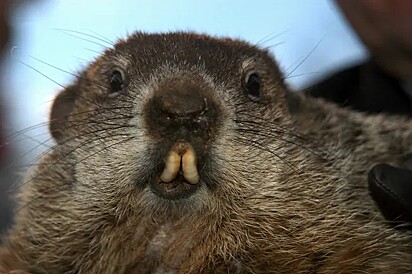 Imagem ilustrativa de uma marmota.