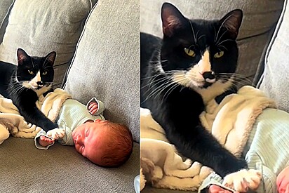 Mãe pede para gato não mostrar suas garras perto de bebê - e então imediatamente felino toma atitude.