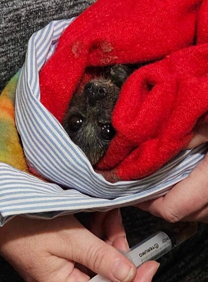 O morcego foi resgatado por especialistas do Wires Australian Wildlife Rescue.