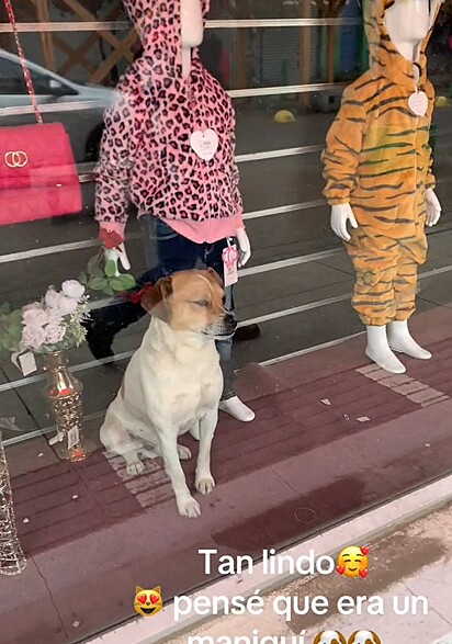 O cachorro mal se mexia na vitrine. Ele levou seu trabalho a sério.