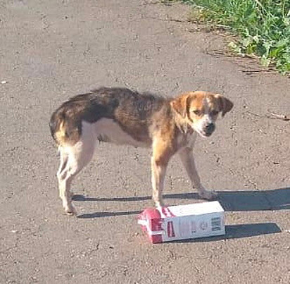 Foram 40 dias tentando capturar a cachorrinha.