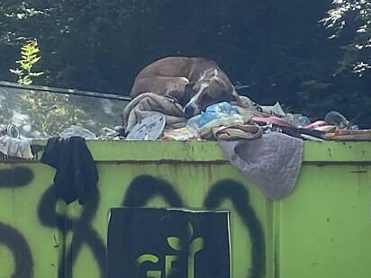 Sydney foi abandonada em um lixão por ter feito xixi onde não devia.