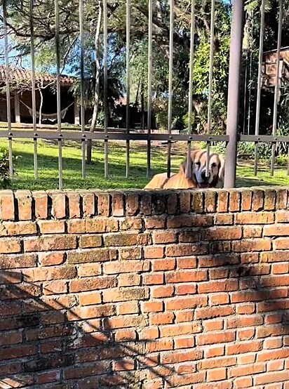 O golden retriever jogou a bolinha para que Luciene brincasse com ele.