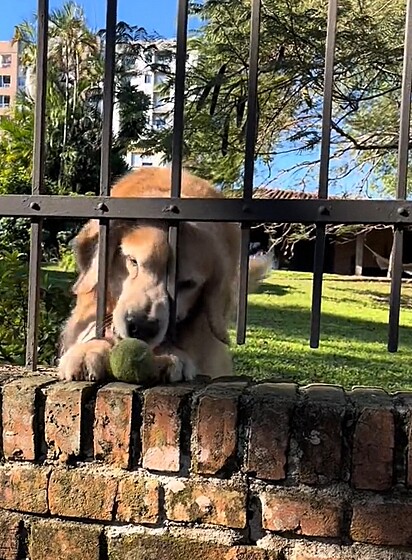 Luciene atendeu o pedido do golden e brincou com ele.