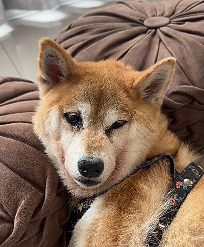 Max é um shiba inu de 15 aninhos.