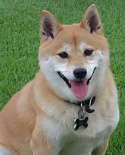 Antes da doença, max era um cachorrinho muito alegre e brincalhão.