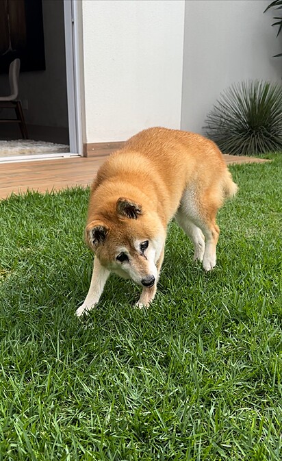 A família ofrece todo o cuidado necessário para que Max tenha uma vida feliz.