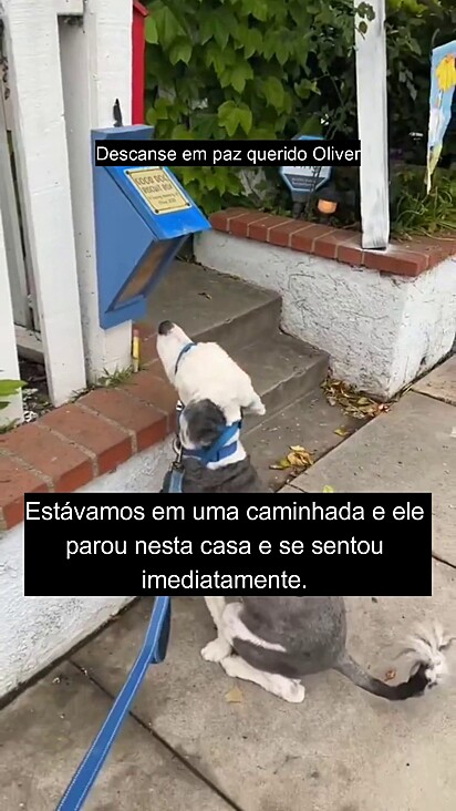 O cachorrinho sentiu o cheiro vindo da caixa.