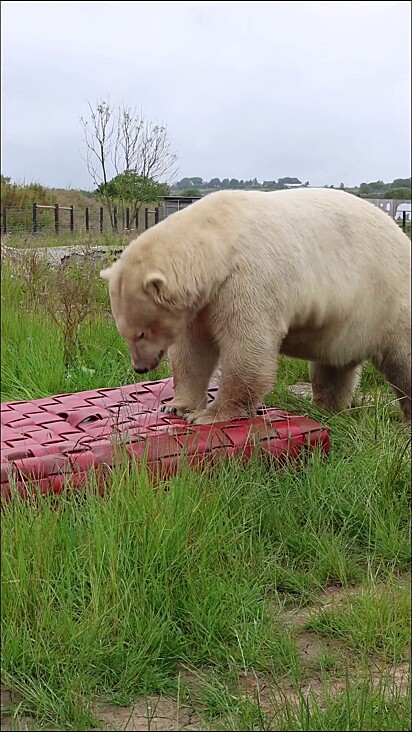 O urso tentou a todo custo deformá-la.