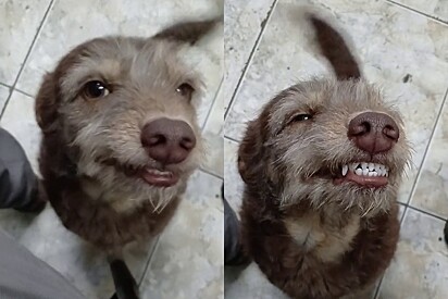 Conheça Mel, a cachorrinha que deixou seu tutor na mão e ainda fez cara de deboche ao ouvir bronca.