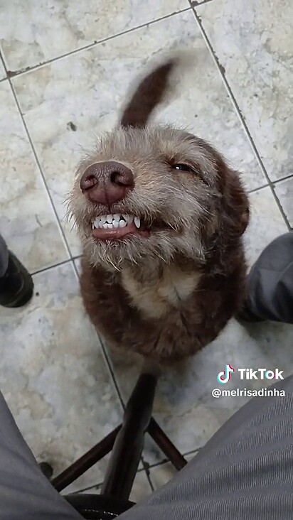 A cachorrinha estopinha, chamada Mel, adora sorrir mostrando os dentes.