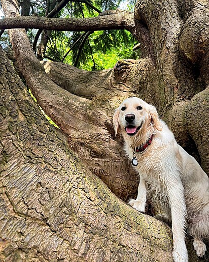 Maddie é uma golden retriever muito simpática.