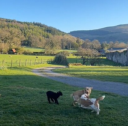 O cordeiro observando os cães brincarem.