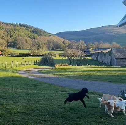 O cordeiro perseguindo os cães.