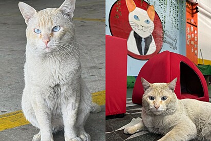 Cliente nao acredita no que loja fez para gato que era de rua.