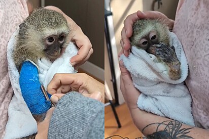 Macaquinho finalmente remove a bandagem e fica super feliz ao ver sua mão novamente.