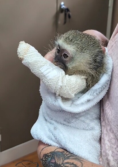 Jazzbo é uma macaquinha espirituosa; em algumas ocasiões, ela tentou tirar a tala.