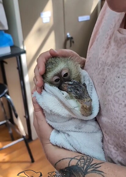 A macaquinha admirando o braço sem a tala.